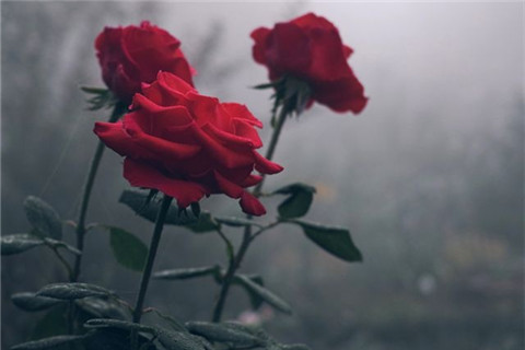 陰雨中的玫瑰花