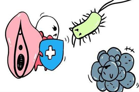 小陰唇抵抗細菌入侵卡通圖